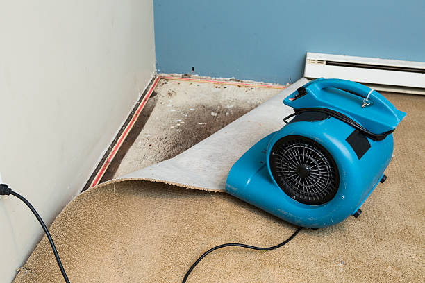 Best Mold removal after water damage  in Jonesborough, TN